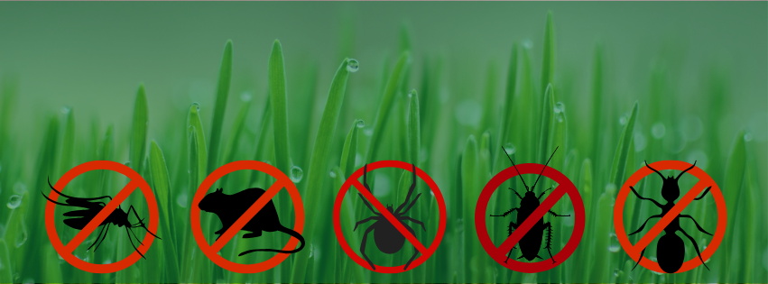 Warmer Weather, More Pests: Springtime Prevention Tips for St. Louis ...