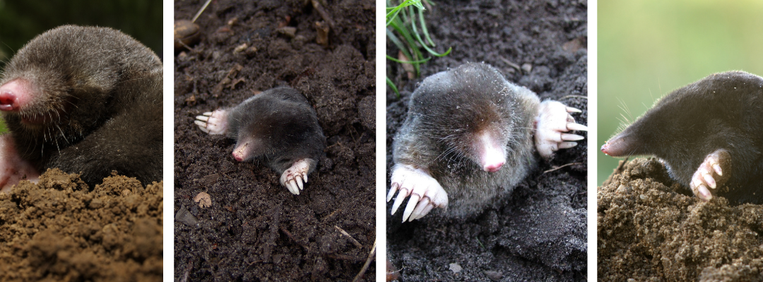 Understanding Moles in St. Louis, MO