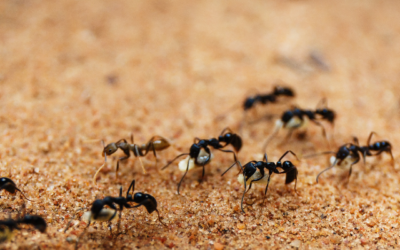 Where Do Ants Hibernate? Understanding Their Winter Hideouts and Spring Invasions