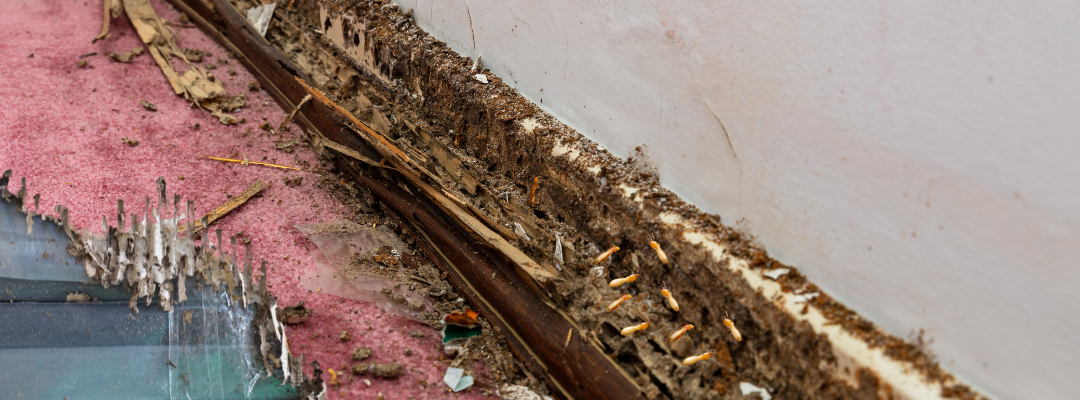 How Often Should You Spray for Pests? The Answer May Surprise You!