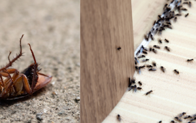 Don’t Wait! 5 Reasons to Call a Pest Control Company Right Away