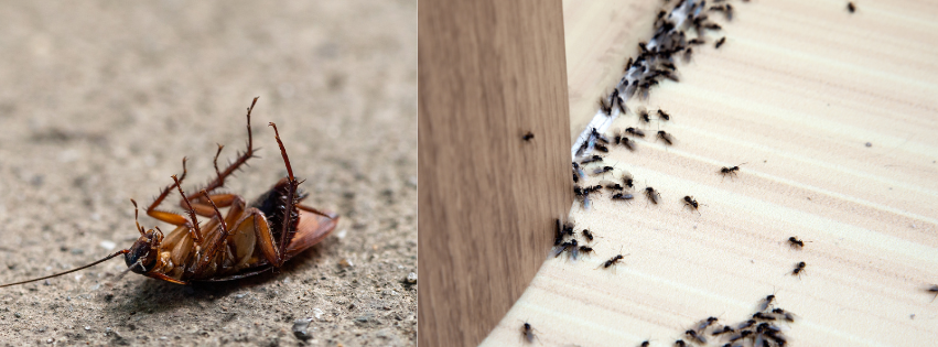 Don’t Wait! 5 Reasons to Call a Pest Control Company Right Away