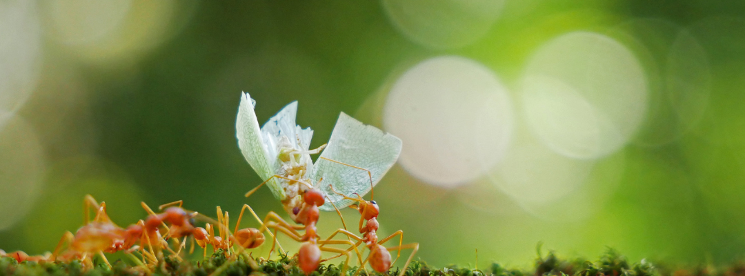 The Most Common Ants in St. Louis: What You Need to Know