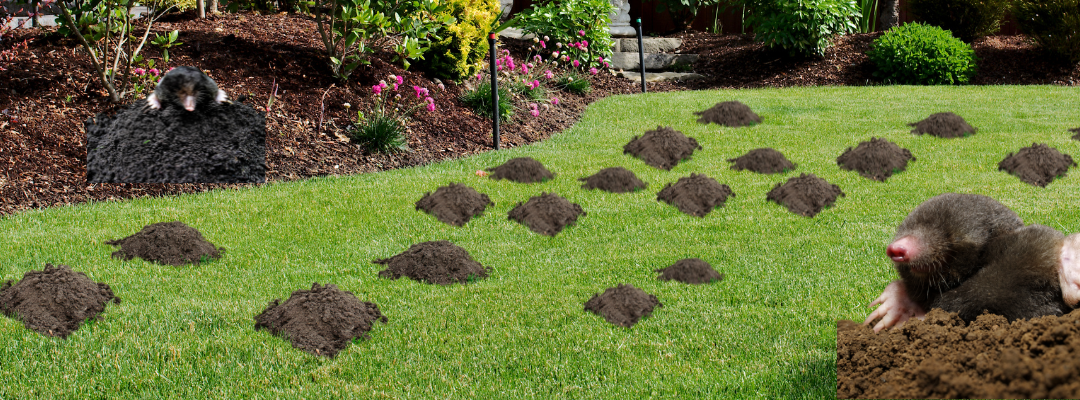 Moles vs. Voles: What’s Tearing Up Your St. Louis Lawn?