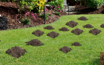 Moles vs. Voles: What’s Tearing Up Your St. Louis Lawn?