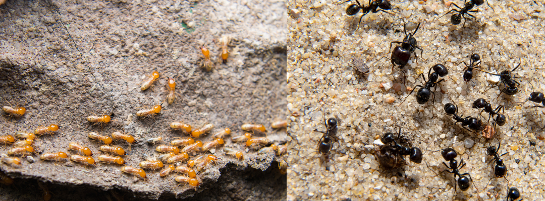 Ants vs. Termites: Surprising Similarities and Their Impact on St. Louis Homes