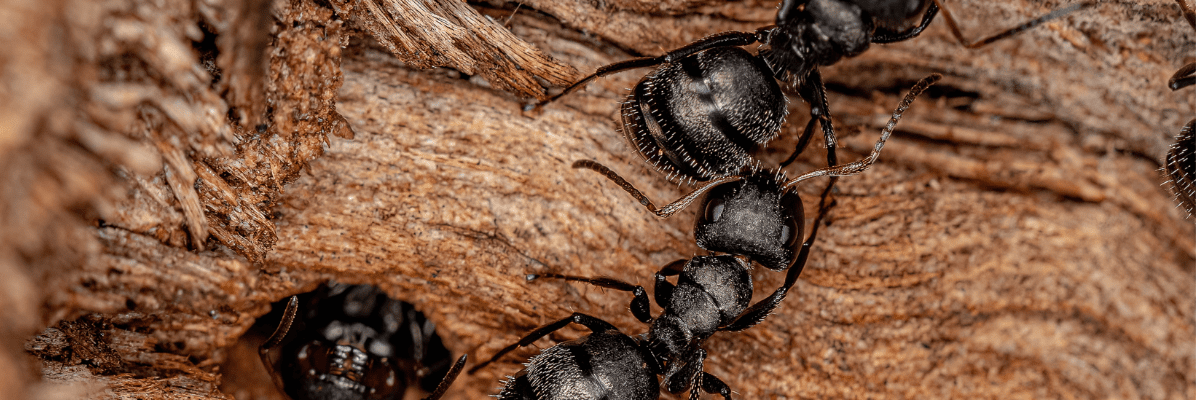 Carpenter Ants vs. Odorous House Ants: Spot the Difference & Understand ...