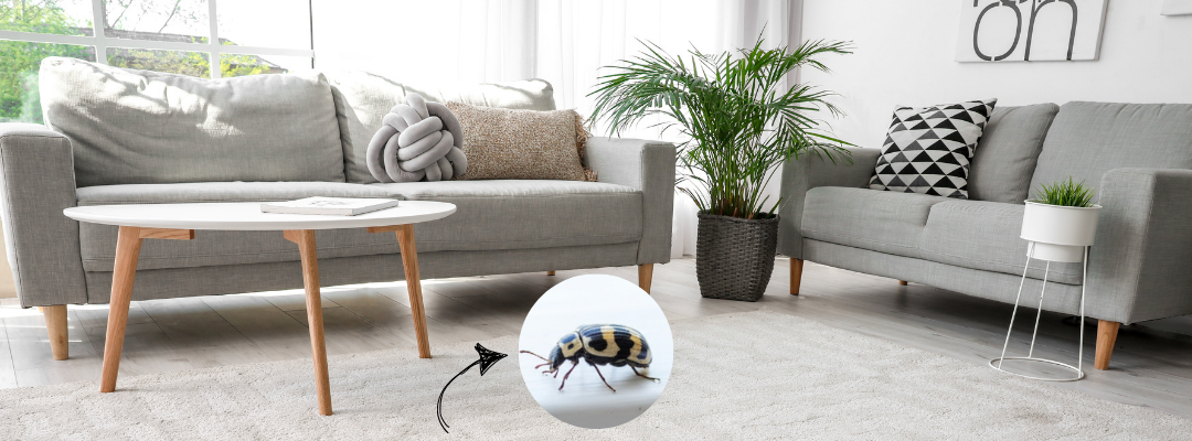 Tiny Invaders, Big Damage: Your Ultimate Guide to Carpet Beetles in St. Louis