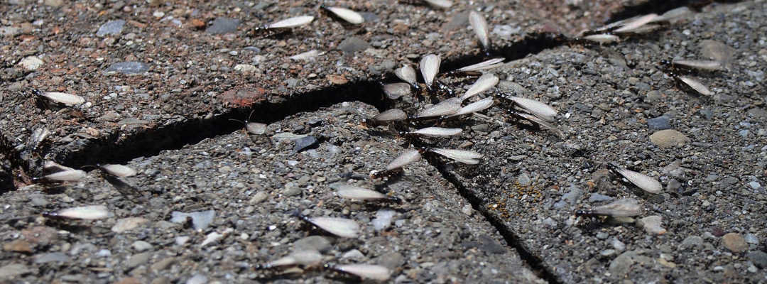Termite Swarm Season Is Here: How to Spot the Signs & What to Do Next