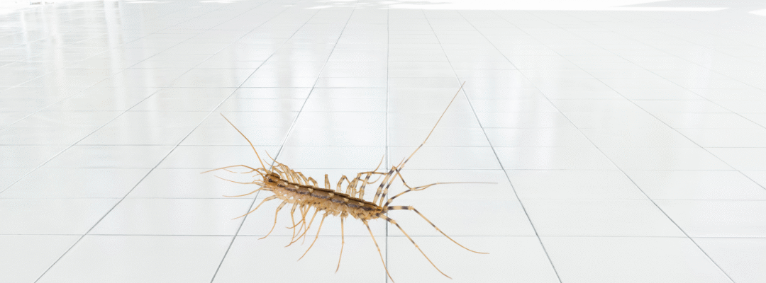 Why Am I Seeing House Centipedes in My St. Louis Home?