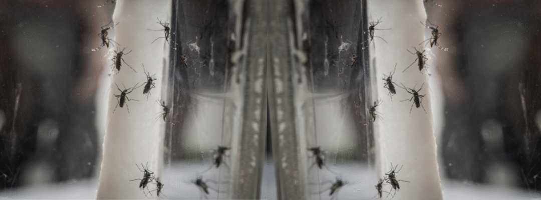 Mosquitoes in St. Louis: Why a One-Time Spray Just Won’t Cut It