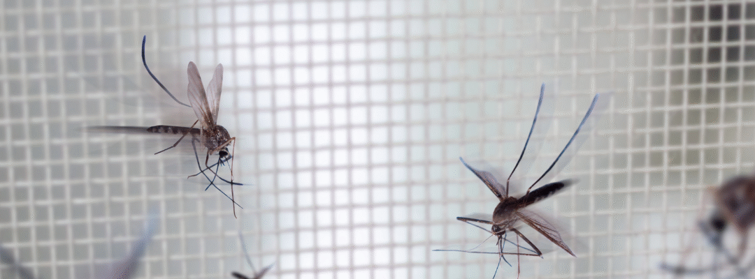 Tired of Mosquitoes? Try These Expert-Backed Tips for a Bite-Free Season