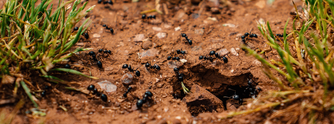 Carpenter Ants vs Termites: What’s Eating Your House?