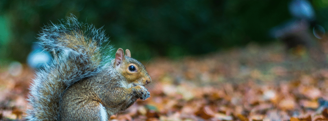 When “Cute” Becomes “Costly”: The Hidden Damage of Grey Squirrels in Your St. Louis Home