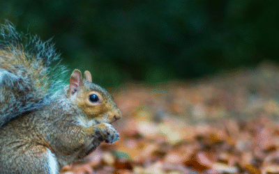 When “Cute” Becomes “Costly”: The Hidden Damage of Grey Squirrels in Your St. Louis Home