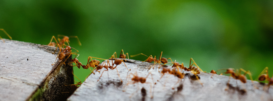 From Kitchen to Basement: How to Protect Your St. Louis Home from Ants