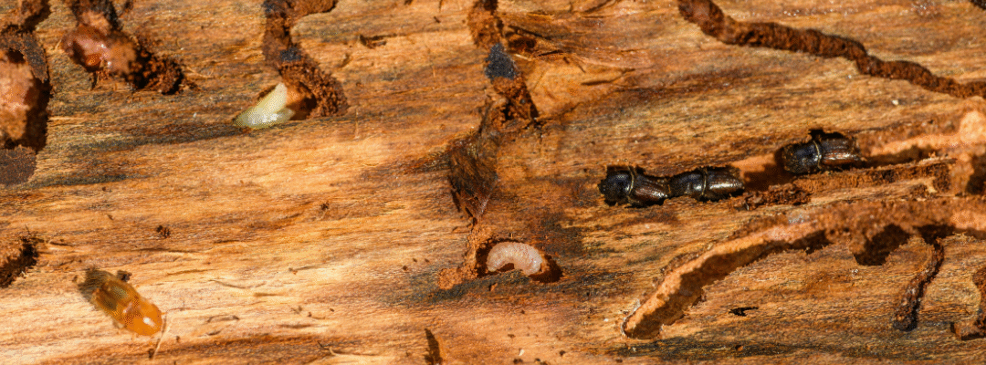 Termite Myths vs. Facts: Separating Truth from Fiction