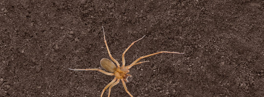 Spotting the Brown Recluse: Identification, Habits, and Safety Tips