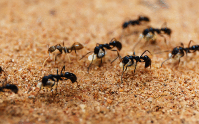 Tiny Ants, Big Problem: Dealing with Pavement Ants in STL